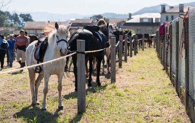  Tui espera a miles de personas en la Concentracin Cabalar de San Telmo 2025