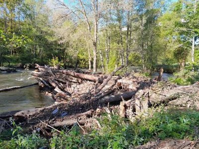 Conservacin fluvial en As Neves: la CHMS elimina vegetacin invasora en el ro Termes