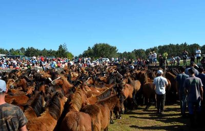 Ms de 400 caballos protagonizarn el tradicional Curro da Valga en Oia este 11 de mayo