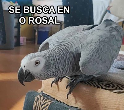 Desaparece el loro del Bar O Floro en O Rosal y piden colaboracin ciudadana para localizarlo