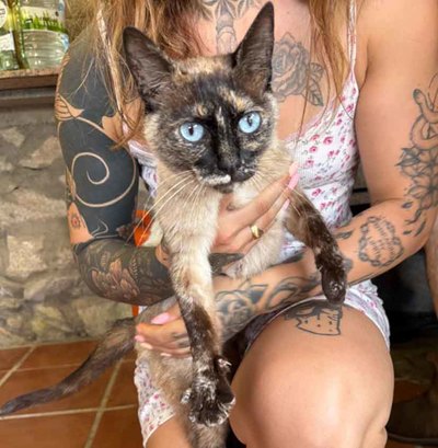 La reconoces? Buscan al propietario de una gata hallada en Las Louzenzas(A Guarda)