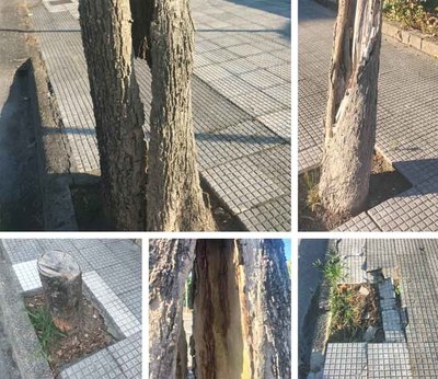  Preocupacin en Salvaterra por la prdida de rboles y el riesgo de cada por podas excesivas