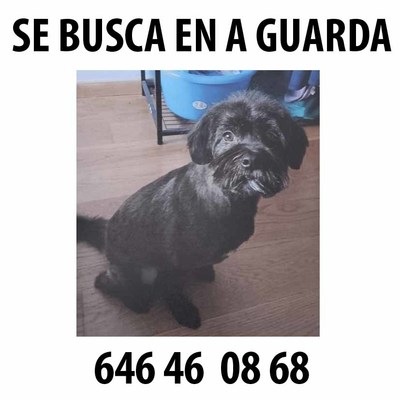 Se busca a Trosky: perro perdido en A Guarda tras los fuegos artificiales de las Festas do Monte
