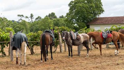 Tui preprase para vivir a tradicional Concentracin Cabalar de San Bartolomeu este 24 de agosto