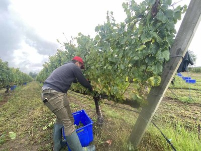 Bodega Santiago Ruiz inicia la vendimia 2025 con su nuevo enlogo, Chema Ureta