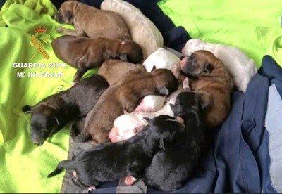 Maltrato animal en Tomio: investigado un varn de 39 aos por el Seprona de Tui
