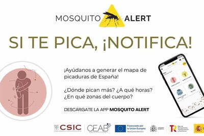 Detectan mosquito tigre en Tui tras la alerta ciudadana de la app Mosquito Alert