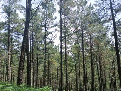 Propietarios forestales de Salceda podrn formarse este mircoles sobre el funcionamiento de las agrupaciones de gestin conjunta