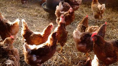 El Concello de Tui refuerza el control avcola al entrar en la Zona de Especial Vigilancia