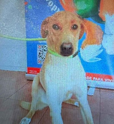 Llamamiento vecinal en A Guarda para localizar a un perro perdido en O Monti�o