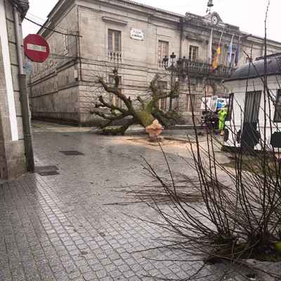 El PP tudense responsabiliza al Gobierno local de la p�rdida de cuatro tilos emblem�ticos