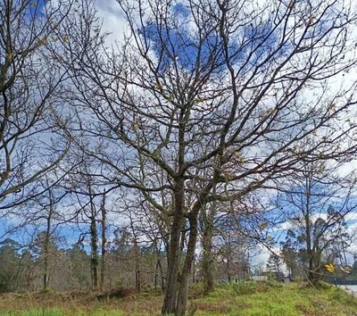 Tomi�o llama a limpiar fincas antes del 31 de mayo para prevenir incendios