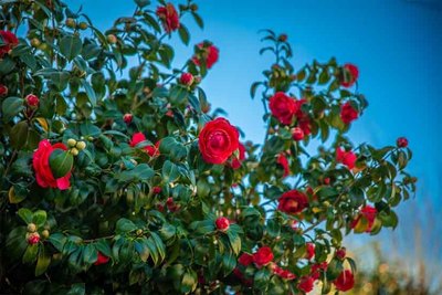 Exposici�n sobre la camelia refuerza los lazos culturales entre Galicia y Portugal en Caminha