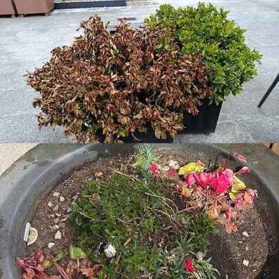 El Concello de As Neves alerta de actos vand�licos en jardines p�blicos y pide colaboraci�n vecinal