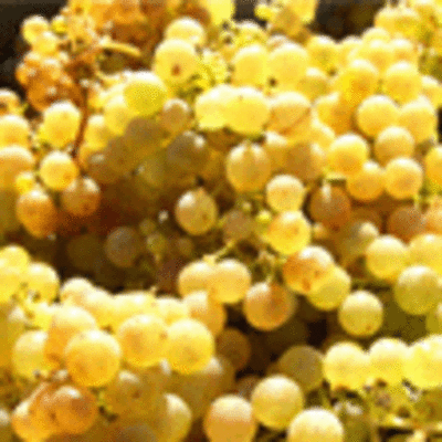 ESPECIAL - COMIENZO DE LA VENDIMIA 2011 EN LAS BODEGAS DE LA D.O. RAS BAIXAS EN LA SUBZONA DO ROSAL