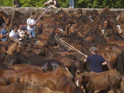 Torro�a celebra este domingo su tradicional curro con m�s de 600 caballos en la Serra da Groba