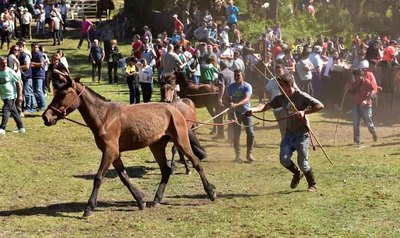 Moug�s celebra este domingo su tradicional curro con cerca de 500 caballos en la Serra da Groba