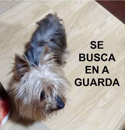Buscan a Bairon, un Yorkshire Terrier desaparecido en la zona de As Solanas de A Guarda