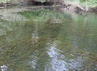 Vila Nova de Cerveira impulsa un proyecto para frenar la expansi�n de la planta invasora -Egeria-