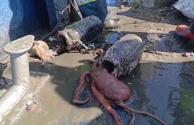 Gardacostas incauta 175 kilos de pulpo y 450 nasas ilegales en A Guarda antes del fin de la veda