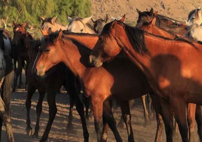 La III Xuntanza Cabalar reunir� en O Rosal ruta, cocido, m�sica y sorteos