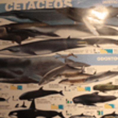 ESPECIAL - EXPOSICIN CEMMA A GUARDA