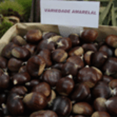 ESPECIAL - XORNADAS DA MEL E DA CASTAA EN VILANOVA DE CERVEIRA