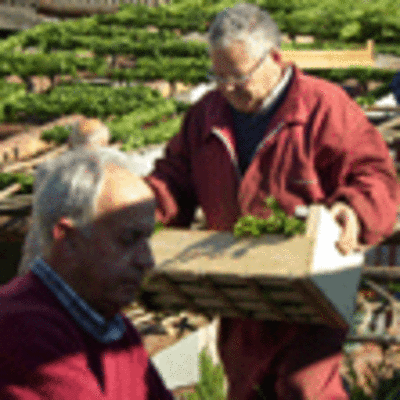 ESPECIAL - PREPARACIN TRADICIONAL ARCO DE LA SALUD EN SAN JUAN DE TABAGN - O ROSAL