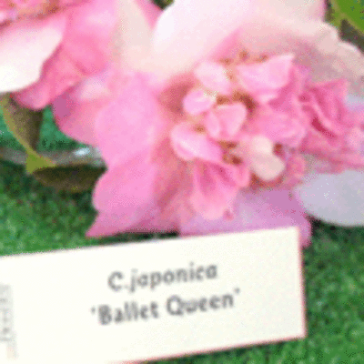 ESPECIAL - III CONCURSO-EXPOSICIN DA CAMELIA EN TOMIO