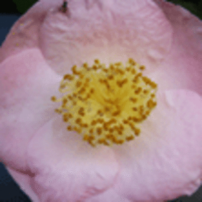 ESPECIAL - VI MOSTRA DA CAMELIA DO BAIXO MIO