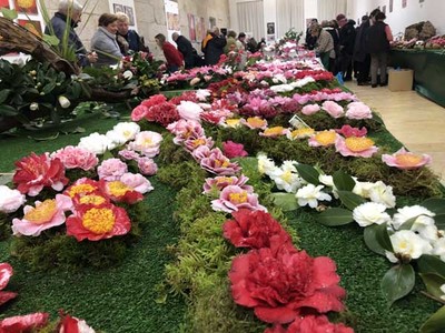 Esta fin de semana celébrase en Tui a V Mostra da Camelia Cidade de Tui organizada por ATUCA