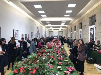 Nava Castro agradece en Tui o labor dos cultivadores de camelia por divulgar o potencial turístico deste recurso