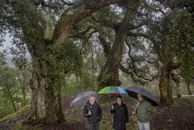 O Rosal solicitará incluír as sobreiras da Ermida da Madalena no Catálogo de Árbores Senlleiras de Galicia
