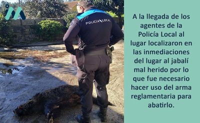 La Policía Local de Tomiño abate a un jabalí tras un accidente de circulación