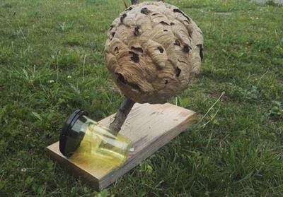 O Concello de Oia reparte 100 trampas para combater a avespa velutina