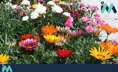 Concurso de -Janelas, Varandas e Montras Floridas- está de regresso às ruas de Vila Praia de Âncora de 15 de abril a 5 de maio