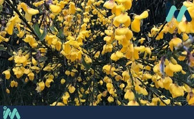 A Comunidade de Montes da Guarda preparará os -maios-