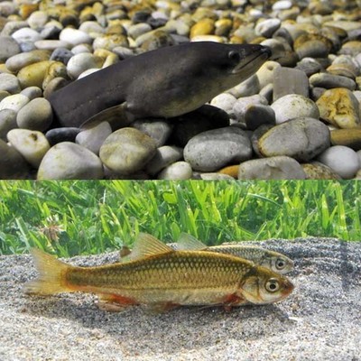 Aquamuseu disponibiliza conteúdo de exposições online