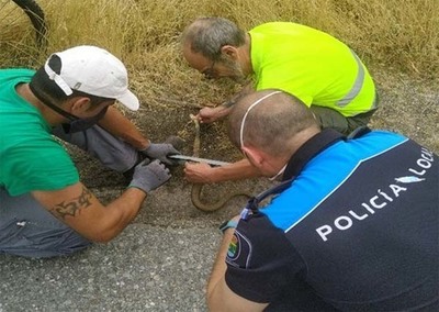 La Policía Local de Tomiño procede a la liberación de una serpiente bastarda 