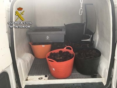 La Guardia Civil desmantela en Pontevedra una organización delictiva que comercializaba marisco furtivo de origen portugués