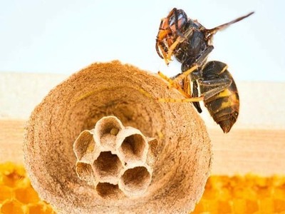 Valença Dá Caça à Vespa Asiática: 464 Ninhos Eliminados