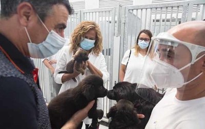  O CAAN da Deputación de Pontevedra supera as 300 adopcións no que vai de ano