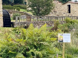 O Rosal aplica o desbroce selectivo para a recuperación dos bosques de ribeira