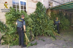 La Guardia Civil desmantela seis nuevas plantaciones de marihuana en el sur de la provincia de Pontevedra 