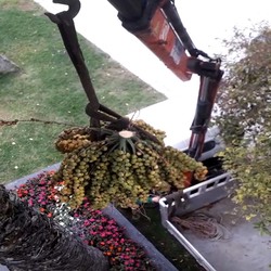 Tala dunha palmeira na Alameda e retirada de ramas no Castelo de Santa Cruz