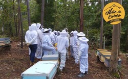 Un apicultor de O Rosal pone en marcha el  Proyecto -Apadrina una colmena-