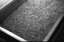 Aquamuseu dinamiza exposições nas redes sociais