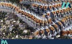 A Guarda advirte da presenza da Procesionaria do piñeiro