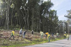 Mata Nacional do Camarido enriquecida com novos sobreiros, carvalhos, bordos e freixos