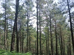 Infominho - Propietarios forestales de Salceda podrán formarse este miércoles sobre el funcionamiento de las agrupaciones de gestión conjunta - Infominho - Propietarios forestales de Salceda podrán formarse este miércoles sobre el funcionamiento de las agrupaciones de gestión conjunta -